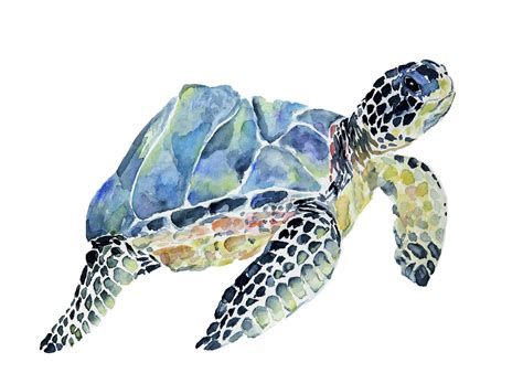 Marbled Loggerhead Turtle Fine Art Print Turtle Watercolor Sea