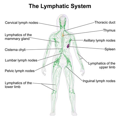 Lymphatic System Diagram Diagrams