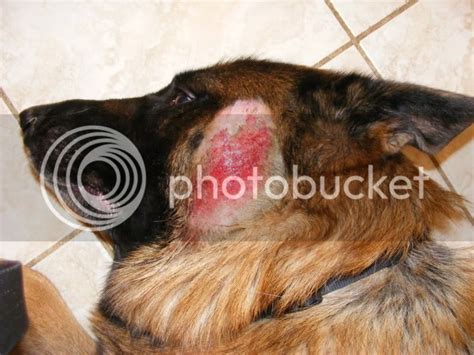 Facial Hot Spot Graphic Pics German Shepherd Dog Forums