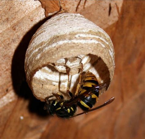 The Wasps Are Coming Country Services Pest Control Ltd