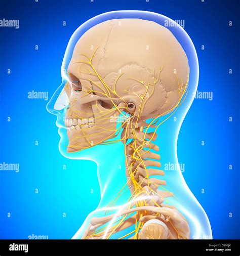 Human Head Anatomy With Nervous System Stock Photo Alamy