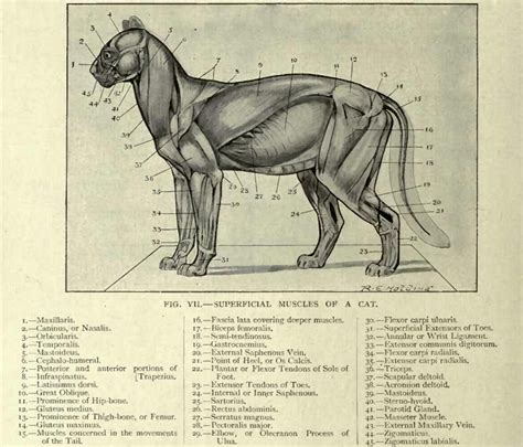 Manx cats carry one gene for a full tail, and one for taillessness. Ultimate Cat: The Musculoskeletal System: The Muscles of ...