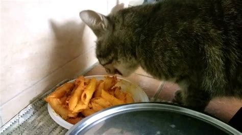 Cat Eating Pasta 2 Youtube