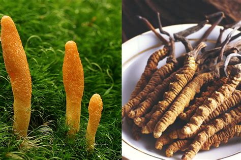 What Is The Difference Between Cordyceps Militaris And Cordyceps Sinensis