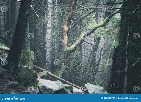 Hiking Rocky Path Trail In Foggy Misty Woodland Stock Image Image Of