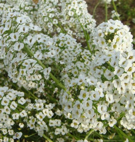 How To Grow Alyssum From Seed West Coast Seeds