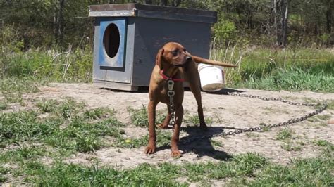 Dakota Purebred 9 Month Redbone Coonhound For Adoption Youtube