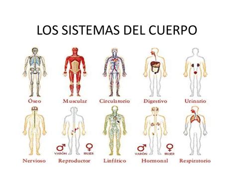 Los Sistemas Del Cuerpo