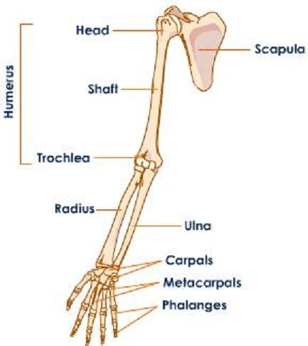The femur, or thigh bone, is the largest, heaviest, and strongest bone in the human body. Osteology Unit - M.Y. Online Portfolio