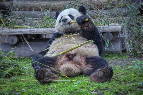 Panda Eating Bamboo Stock Photo Image Of Awesome Farm 144182762