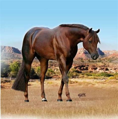 Aqha Stallion Extremely Hot Chips Horses Quarter Horse Western