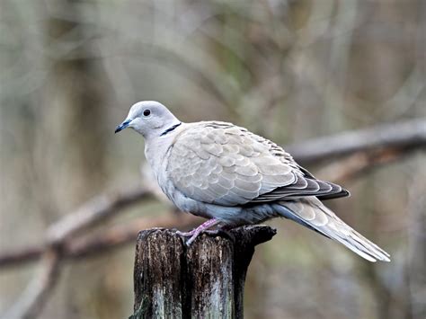 Eurasian Collared Dove Feederwatch
