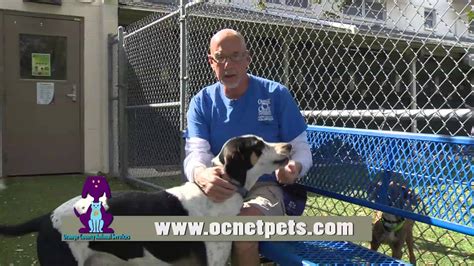 Orange County Animal Services I Volunteer Because Ken Youtube