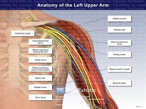 Anatomy Of The Left Upper Arm Trialexhibits Inc