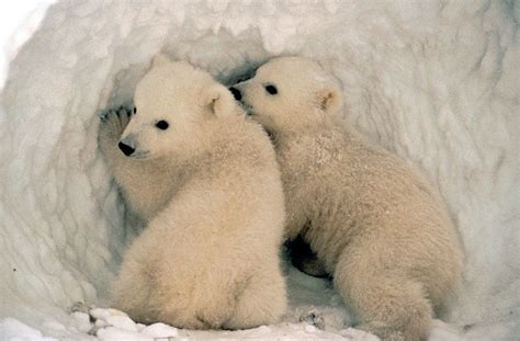 20 Adorable Photos To Celebrate International Polar Bear Day Parade Pets