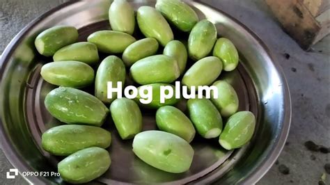 What Does Hog Plum Taste Likehow Do You Eat Hog Plums कुन्दुर्क