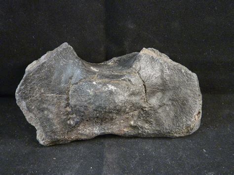 ��� free shipping on many items! Whale Vertebrae #Wv-5-a15