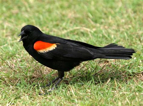 10 Most Common Birds Of North America North American Nature