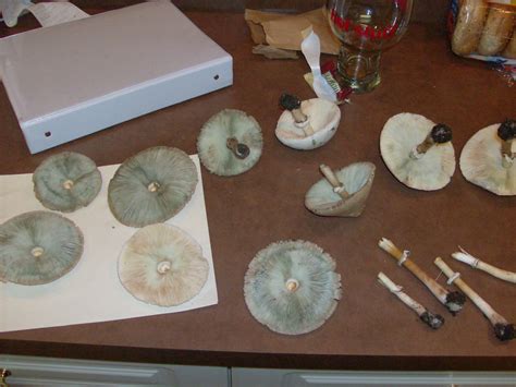 2 to 9 centimeters tall by. Are these Psilocybe cubensis/edible - Mushroom Hunting and ...
