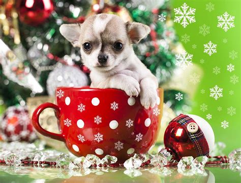 Christmas Animals Wallpapers Wallpaper Cave