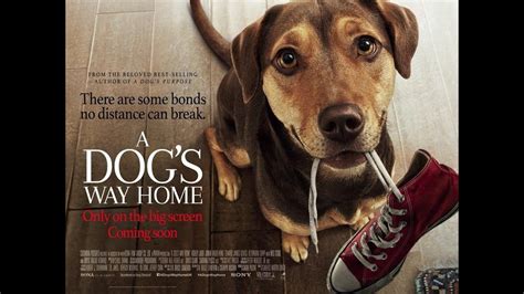 Фильм «Путь домой» 2019 | Фильм «Путь домой» 2018 про собаку смотреть онлайн - YouTube