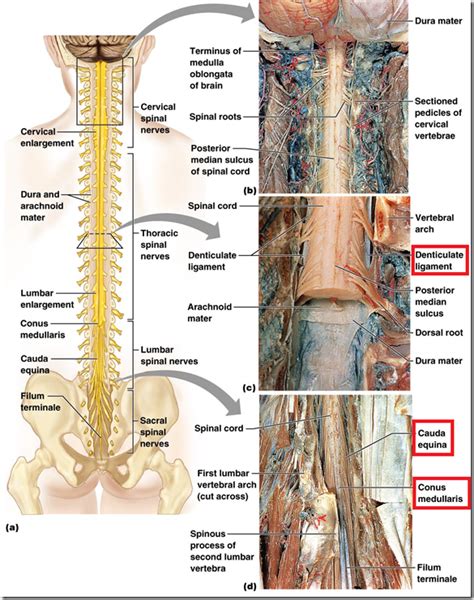 Organisation Of Peripheral Nervous System And Spinal Cord