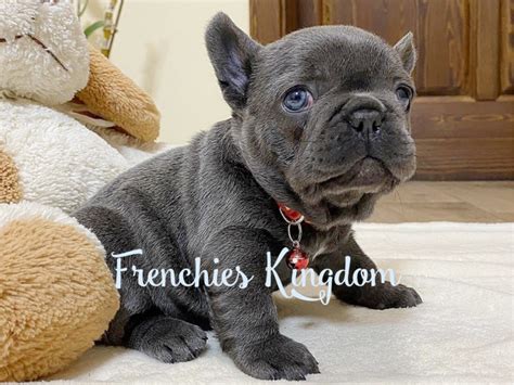 Boo Is Amazing Blue French Bulldog Female Puppy For Sale In United States