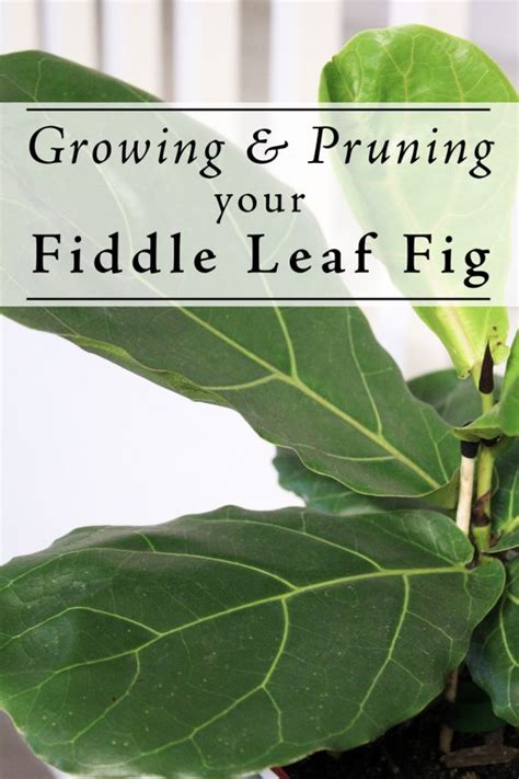 Growing And Pruning Your Fiddle Leaf Fig Dossier Blog