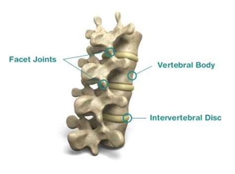 Similarly in computer networks a backbone network is as a network containing a high capacity connectivity infrastructure. Thoracic Fracture - Broken Mid Back