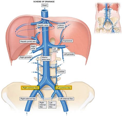 Common Iliac Vein Anatomy Function And Diagram Body M Vrogue Co