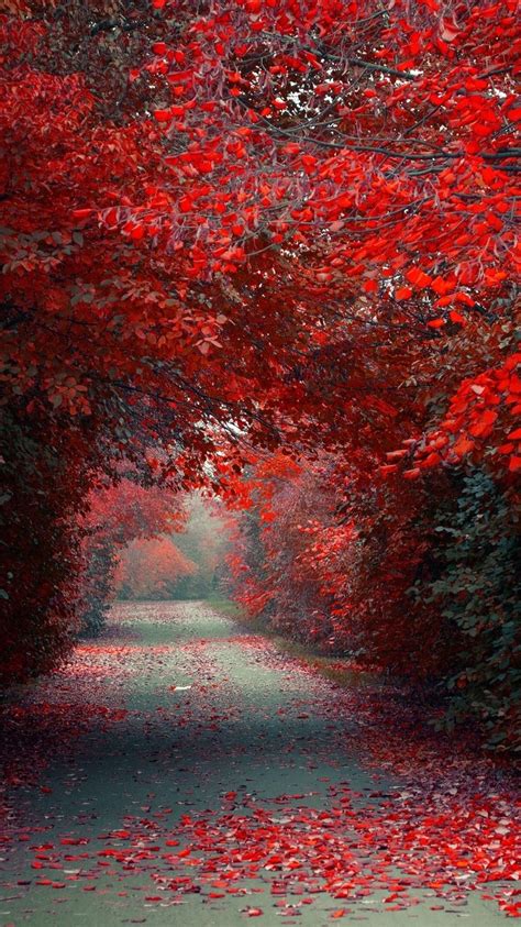 Autumn Red Leaves Road Wallpaper Iphone Wallpaper Iphone