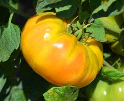 All About Planting And Growing The Gold Medal Tomato Minneopa Orchards