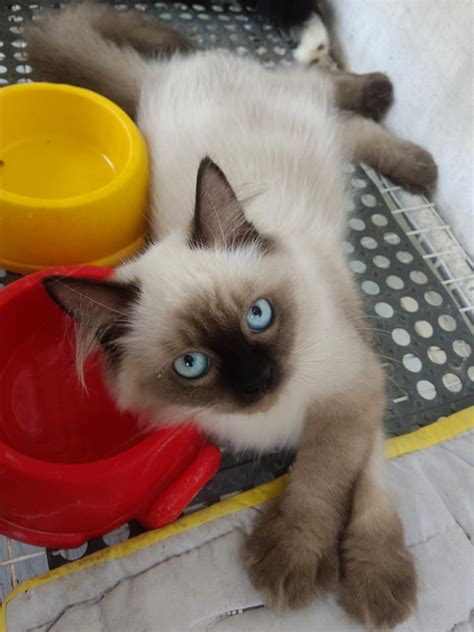 Persian Himalayan Ragdoll Pet Finder Philippines Buy And Sell