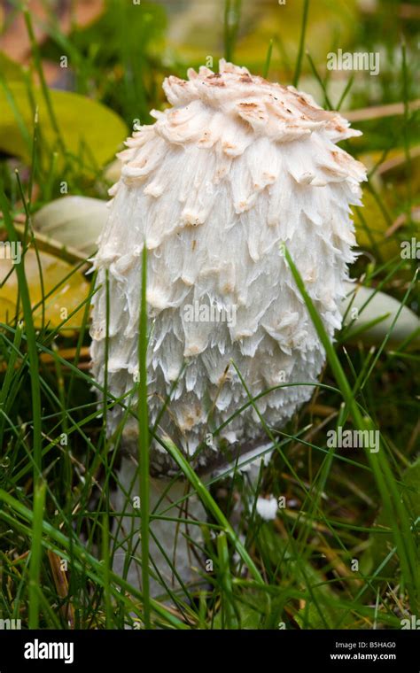 Shaggy Mane Mushroom Hi Res Stock Photography And Images Alamy