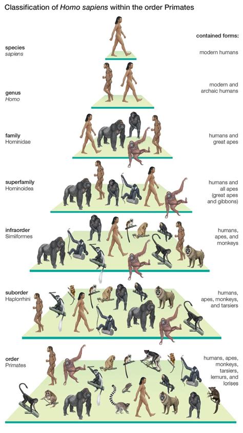 Taxonomic classification of modern humans. 17 Best images about Biology on Pinterest | Interactive ...