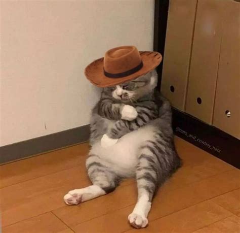 Follow For More Cowboy Cat Content Cat Memes Cats Silly Cats