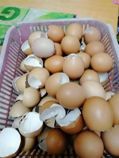 Kulit Telur Dibuang Jangan Rupanya Bila Buat Begini Boleh Suburkan Tanaman Terbaiklah KELUARGA