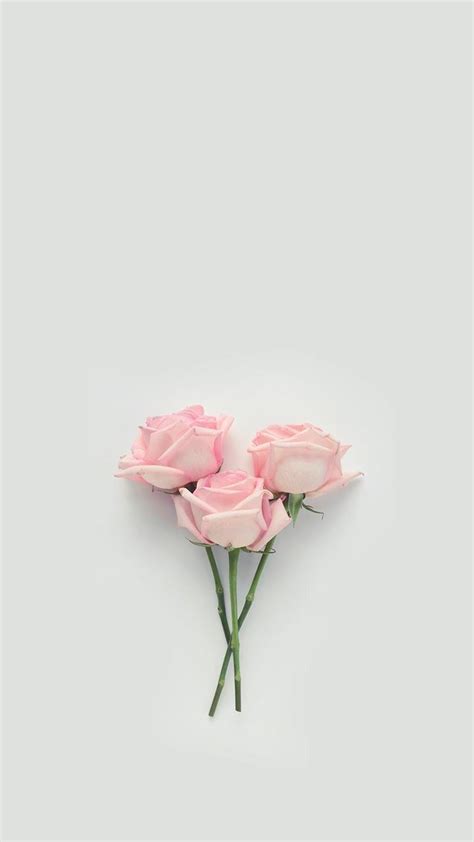 Pink Rose Aesthetic Wallpapers Wallpaper Cave