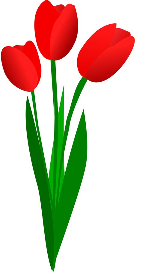 Free Cliparts Tulip Bouquet Download Free Cliparts Tulip Bouquet Png