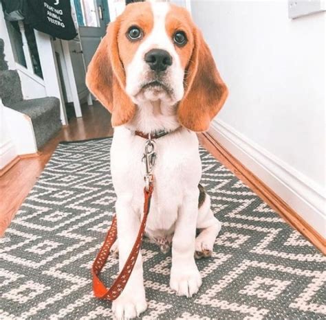 14 Funny Beagles Who Will Make You Smile Petpress