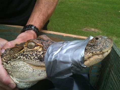 Fairhope Officials Warn Public About Feeding Alligators