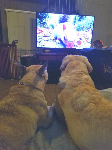 Just A Couple Of Besties Watching Their Favorite Show On Tv For Dogs