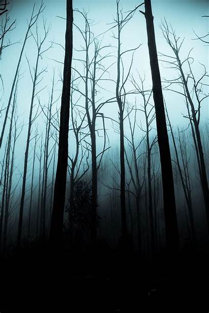 Forest Dark Trees Fog Wallpapers Moody Tree