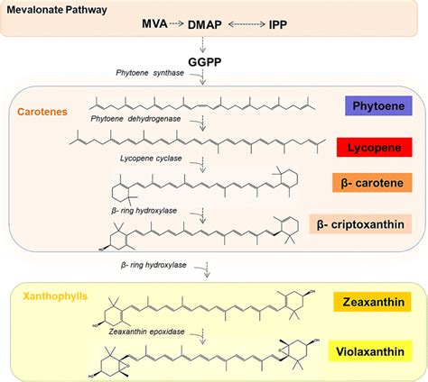 Carotenoid Biosynthesis Through The Mva Pathway In Microorganisms