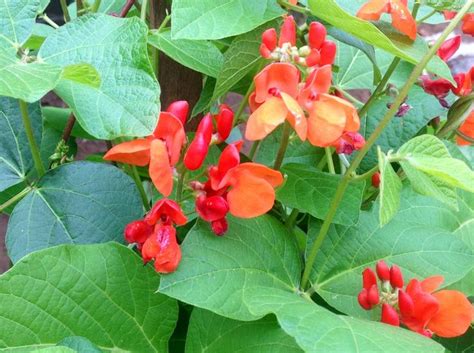 Runner beans are grown as ornamental plants in north america for their bright flowers, but they're quite popular edibles in britain. Runner beans in late summer | Runner beans, Garden, Plants