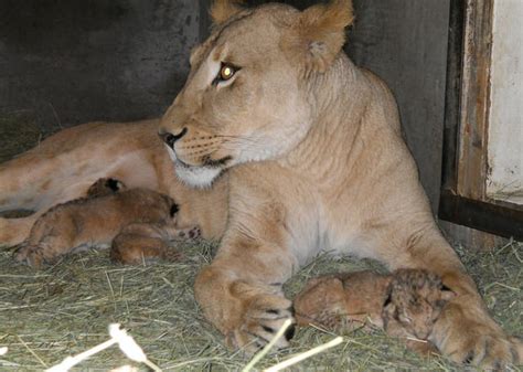 Daily Dose Of Cute Woodland Park Zoos New Lion Cubs