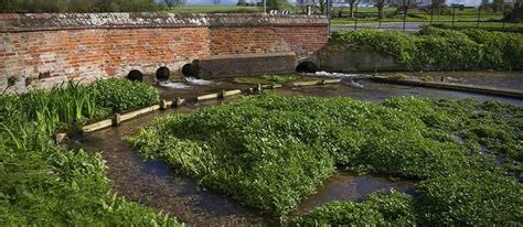 How To Grow Watercress At Home One Of The Most Nutritious Vegetables