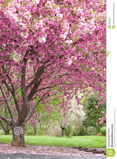 Pink Flowering Cherry Trees Stock Photo Image Of Green Japanese 4225438
