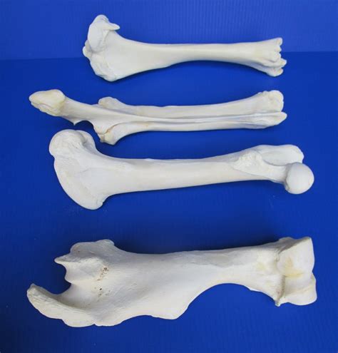 Set Of 4 Authentic Buffalo Leg Bones 13 To 16 Inches Long 8899