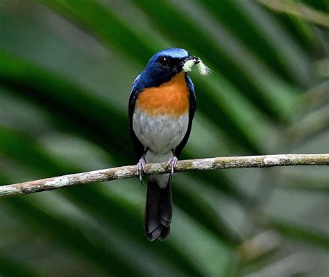 The Life Journey In Photography Indochinese Blue Flycatcher Male